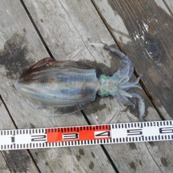 こかわ渡船　雅丸 釣果