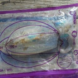 こかわ渡船　雅丸 釣果