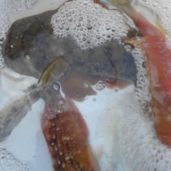 こかわ渡船　雅丸 釣果