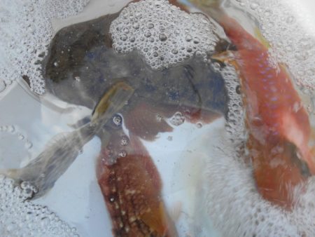 こかわ渡船　雅丸 釣果