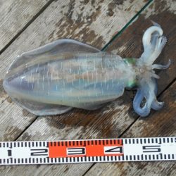 こかわ渡船　雅丸 釣果