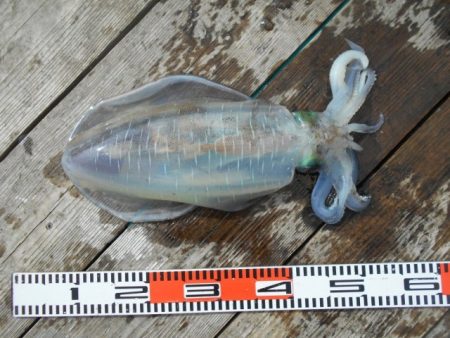 こかわ渡船　雅丸 釣果