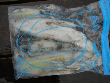 こかわ渡船　雅丸 釣果