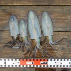 こかわ渡船　雅丸 釣果