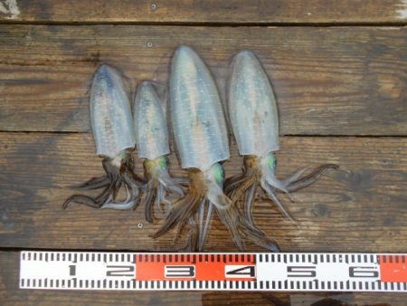 こかわ渡船　雅丸 釣果