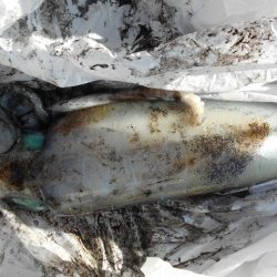 こかわ渡船　雅丸 釣果