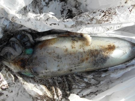 こかわ渡船　雅丸 釣果