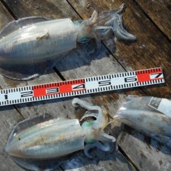 こかわ渡船　雅丸 釣果