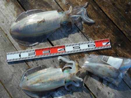 こかわ渡船　雅丸 釣果