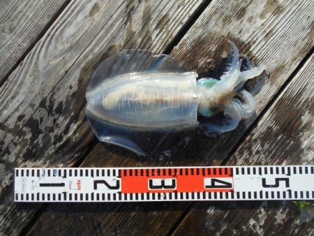 こかわ渡船　雅丸 釣果