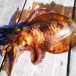 こかわ渡船　雅丸 釣果