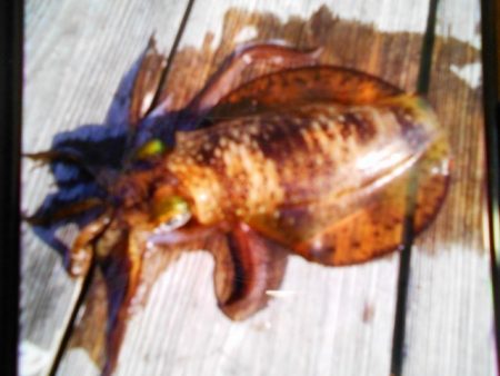 こかわ渡船　雅丸 釣果