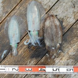 こかわ渡船　雅丸 釣果