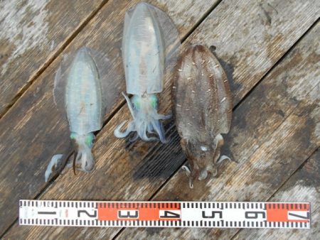 こかわ渡船　雅丸 釣果