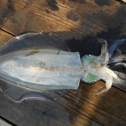 こかわ渡船　雅丸 釣果