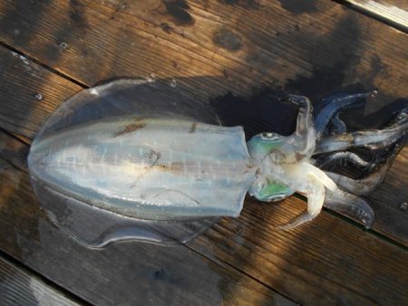 こかわ渡船　雅丸 釣果