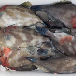 HARUKA丸 はるかまる 釣果