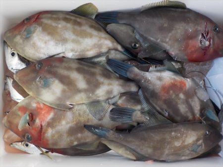 HARUKA丸 はるかまる 釣果