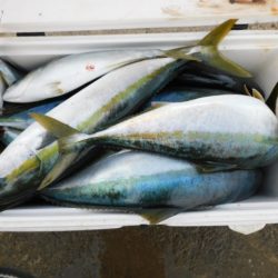 ジギング船 BLUEWATER 釣果