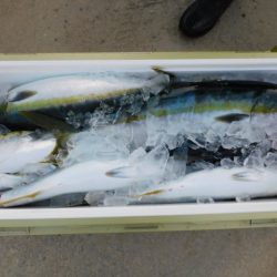 ジギング船 BLUEWATER 釣果