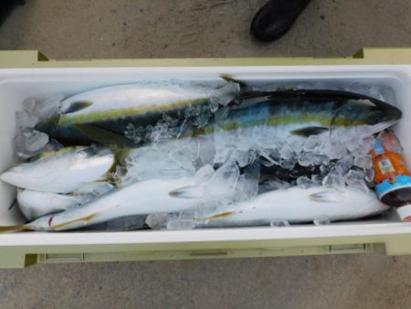 ジギング船 BLUEWATER 釣果