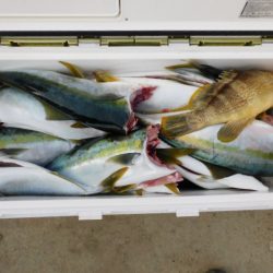 ジギング船 BLUEWATER 釣果