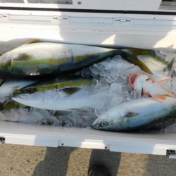 ジギング船 BLUEWATER 釣果