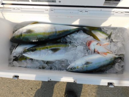 ジギング船 BLUEWATER 釣果