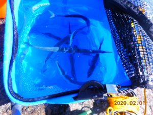 鹿島港魚釣園 釣果