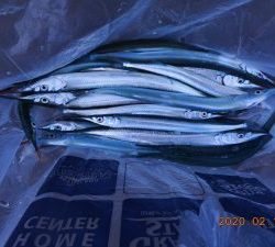 鹿島港魚釣園 釣果