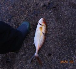 鹿島港魚釣園 釣果