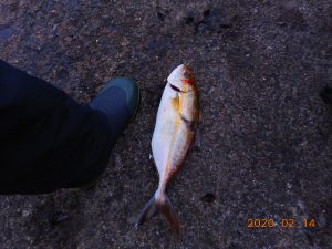 鹿島港魚釣園 釣果