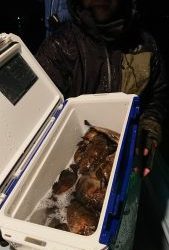 KONAYAーMARU(こなや丸) 釣果