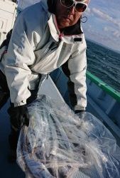 KONAYAーMARU(こなや丸) 釣果