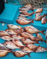 フィッシング太陽 釣果