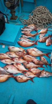 フィッシング太陽 釣果