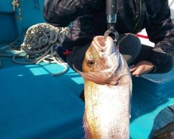 フィッシング太陽 釣果