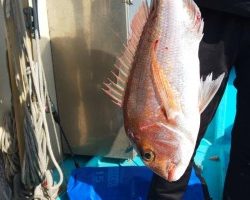 フィッシング太陽 釣果