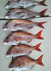 釣り舟 海竜 釣果