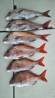 釣り舟　海竜 釣果