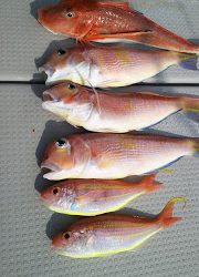 釣り舟 海竜 釣果