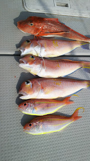 釣り舟　海竜 釣果