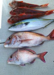 釣り舟 海竜 釣果