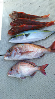 釣り舟　海竜 釣果