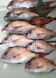 釣り舟 海竜 釣果