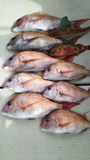 釣り舟　海竜 釣果