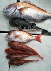 釣り舟 海竜 釣果