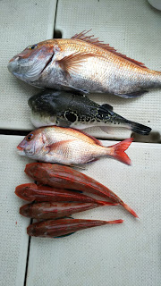 釣り舟　海竜 釣果