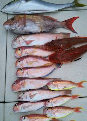 釣り舟 海竜 釣果