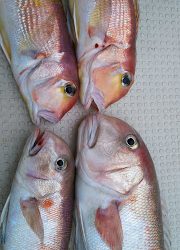 釣り舟 海竜 釣果